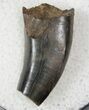 Bargain Tyrannosaur Tooth - Hell Creek Formation #13115-1